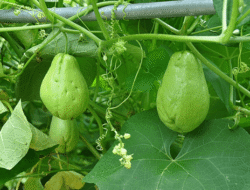 Classification and Morphology of Pumpkin Plants