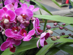 Classification and Morphology of Orchid Plants