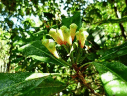 Classification and Morphology of Clove Plants