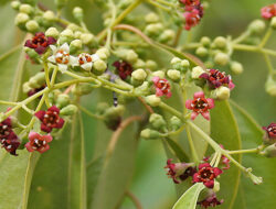 Classification and Morphology of Sandalwood Plants
