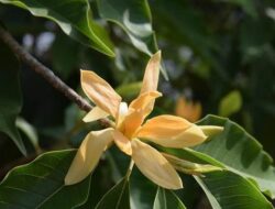 Classification and Morphology of Cempaka Plants