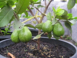 Classification and Morphology of Guava Plants