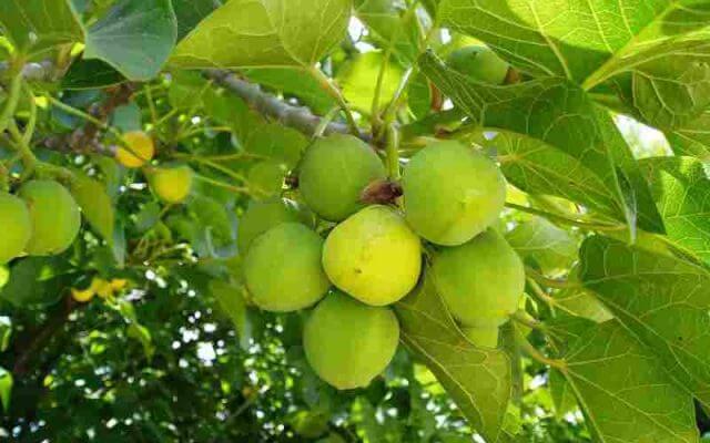 Classification and Morphology of Jatropha Plants