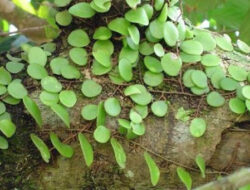 Classification and Morphology of Dragon Scale Leaf Plants