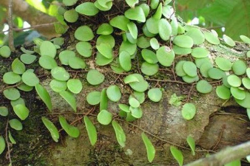 Classification and Morphology of Dragon Scale Leaf Plants