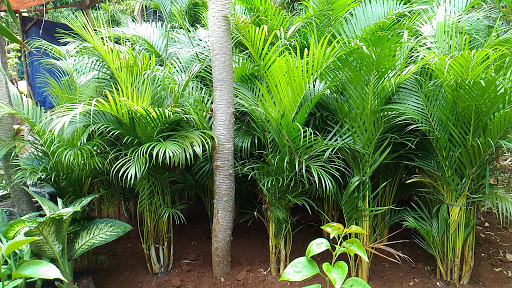 Classification and Morphology of Palm Plants