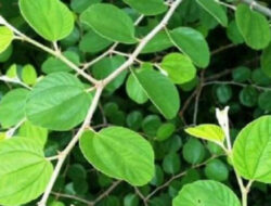 Classification and Morphology of Arabian Lotus Plants