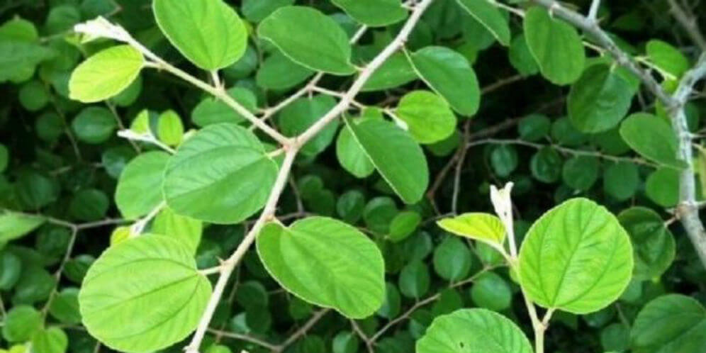 Classification and Morphology of Arabian Lotus Plants